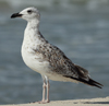 Larus armenicus
